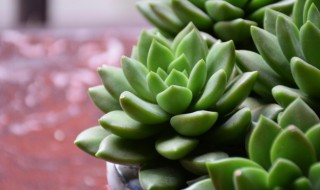 多肉养殖注意事项新手 新手养殖多肉的方法和禁忌