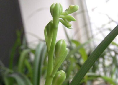 兰花带花苞怎样施肥 兰花起花苞后能否施肥