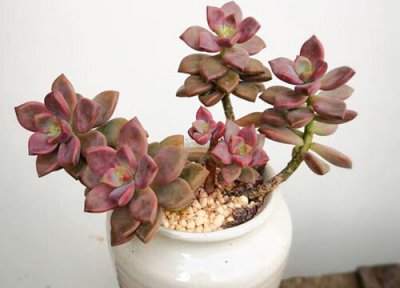 多肉胧月和姬胧月哪个好养 多肉植物姬胧月好养活吗