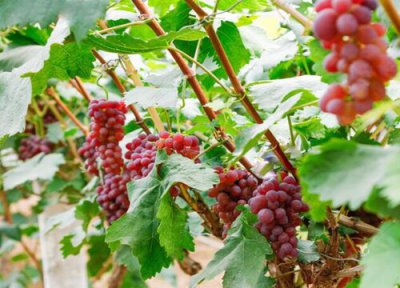 葡萄补钙最佳时间 给葡萄补钙什么钙肥最