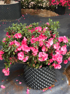 杜鹃花喜欢阳光吗 杜鹃花需要经常晒太阳吗