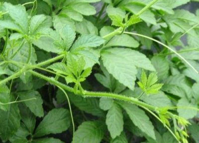 绞股蓝长什么样子图片 有什么功效 生长在什么地方