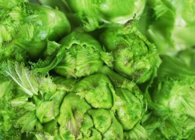 儿菜生长习性 儿菜种植时间和方法