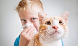 猫来家里有什么预兆 猫来家里有哪些预兆