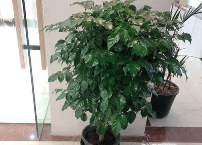 绿宝叶子下垂怎么办 绿宝叶子发蔫下垂还能救活吗