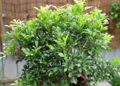 怎么促进米兰花根发达长得旺盛 米兰花的根系生长模式