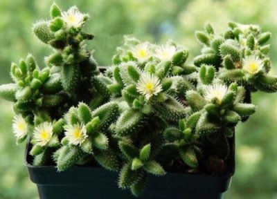 雷童冻伤的处理办法及冬季养殖须知