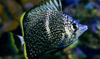 世界十大最贵观赏鱼 世界十大名贵观赏鱼