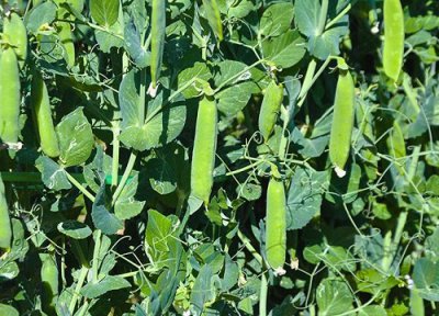 荷兰豆播种时间 荷兰豆什么时候播种