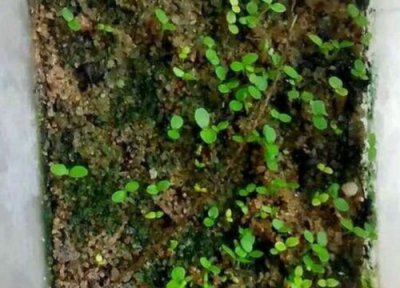 无花果发芽环境 无花果怎么发芽快