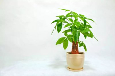 发财树和招财树一样吗 招财树和发财树区别图片