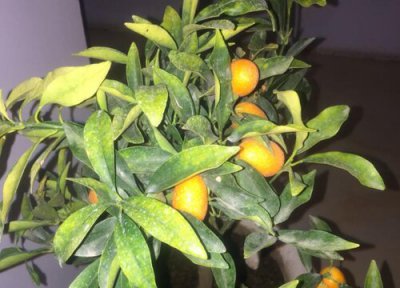 桔树种植中常见病害 桔树病虫害防治方法与措施技术