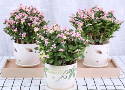 金枝玉叶能养成老桩吗 金枝玉叶怎么养护半年成老桩