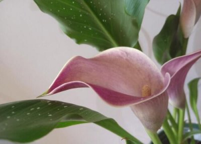 五行缺水的花卉植物 害怕缺水的花卉植物有哪些