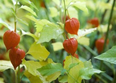 灯笼草泡水喝 灯笼草可以泡水喝吗