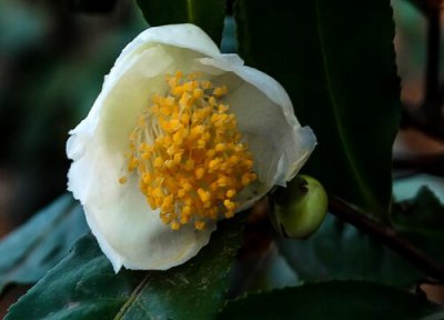 茶叶花泡水喝的功效 茶叶花可以泡水喝吗