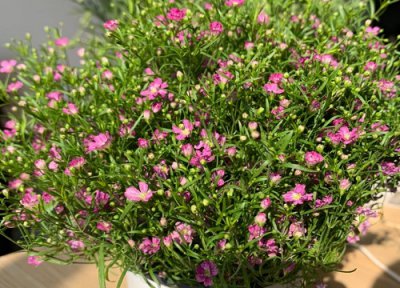 满天星怎么过冬天 安全越冬养护方法