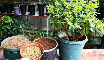 种花用什么土壤最合适 3种养花天然营养土松软透气