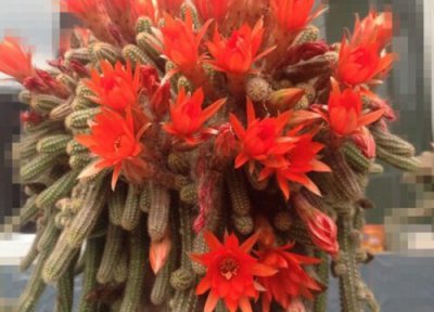 仙人掌毛毛虫怎么养开花快又多 毛毛虫盆栽爆盆养殖方法