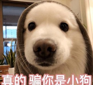 狗狗丢了怎么找最有效 狗狗丢了这几步没准能快速找回它