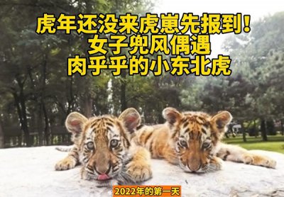 女子同一地点接连两天偶遇东北虎 吉林拍到东北虎那个人