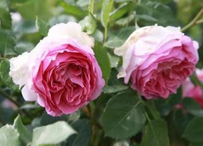 罗衣月季一年开几次花 花期在几月