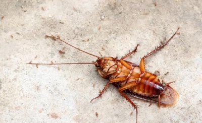 如何避免蟑螂晚上爬床 驱除床头蟑螂最有效的方法