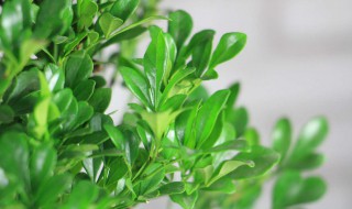 米兰可以放在室内吗 米兰适合养植在室内吗