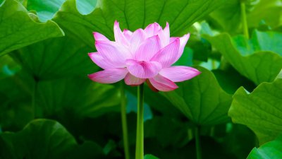 莲花的品质和精神 愿心如莲花清净无染什么意思