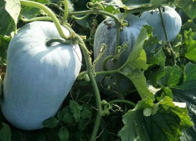 冬瓜种植技术与管理 冬瓜的种植时间与方法