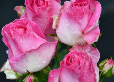 糖果雪山月季是藤本还是灌木 糖果雪山月季属于藤本还是灌木