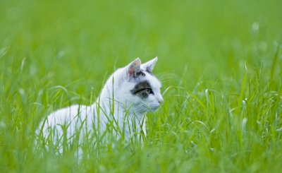 一个月的小猫身上有跳蚤怎么办 消灭猫咪跳蚤最有效的方法