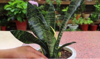 虎头兰怎么养才长得好 虎头兰如何养才长得好