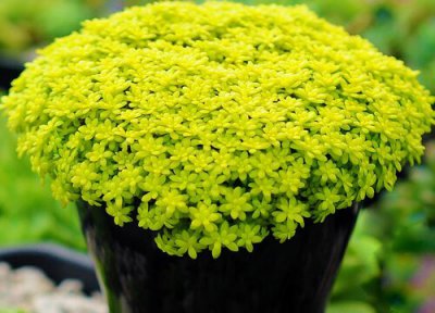 万年草的养殖方法 万年草的养殖方法和注意事项