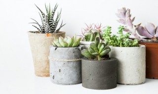 用什么可以做多肉花盆 用啥可以做多肉花盆