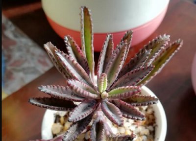 不死鸟的养殖方法 不死鸟的养殖方法和注意事项