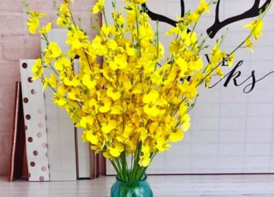 跳舞兰一年开几次花 花期有多长时间