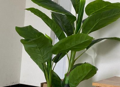 芭蕉种植技术 芭蕉种植技术与管理