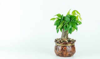 发财树种子泡几天发芽 发财树种子需要泡多久