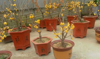 腊梅盆景什么季节换盆 腊梅盆景哪个季节换盆