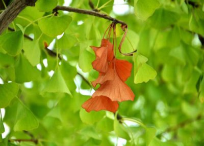 成都的市树 成都的市树是什么树