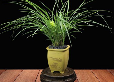 春兰是否怕冻 春兰冬天怎么养护