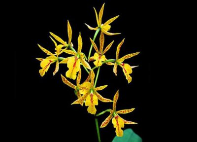 什么品种的兰花最名贵 最珍贵的兰花品种排名