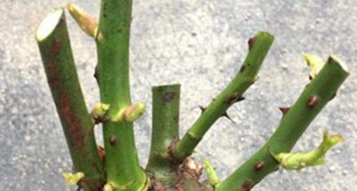 月季花夏季可以修剪吗 月季株型不好怎么进行修剪