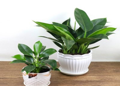 金钻有毒吗 金钻盆栽能放家中的室内养吗