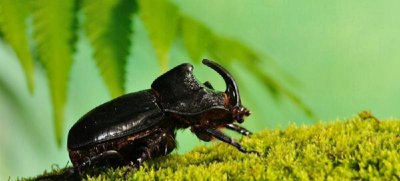 世界上最大的昆虫有多大 竹节虫是排名第一的昆虫吗