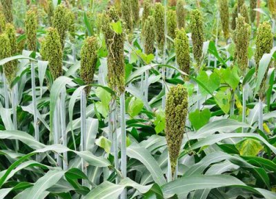 高粱生长习性 高粱种植时间和方法