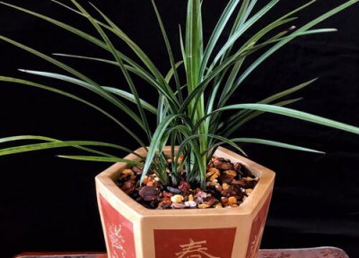 兰花几天浇一次水 兰花几天浇一次水比较好