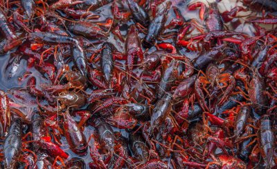 小龙虾怎么分辨公母 如何挑选个肥味美的小龙虾窍门