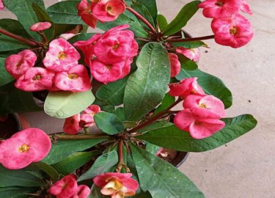 刺梅喜阴还是喜阳 刺梅喜阴还是喜阳光的植物